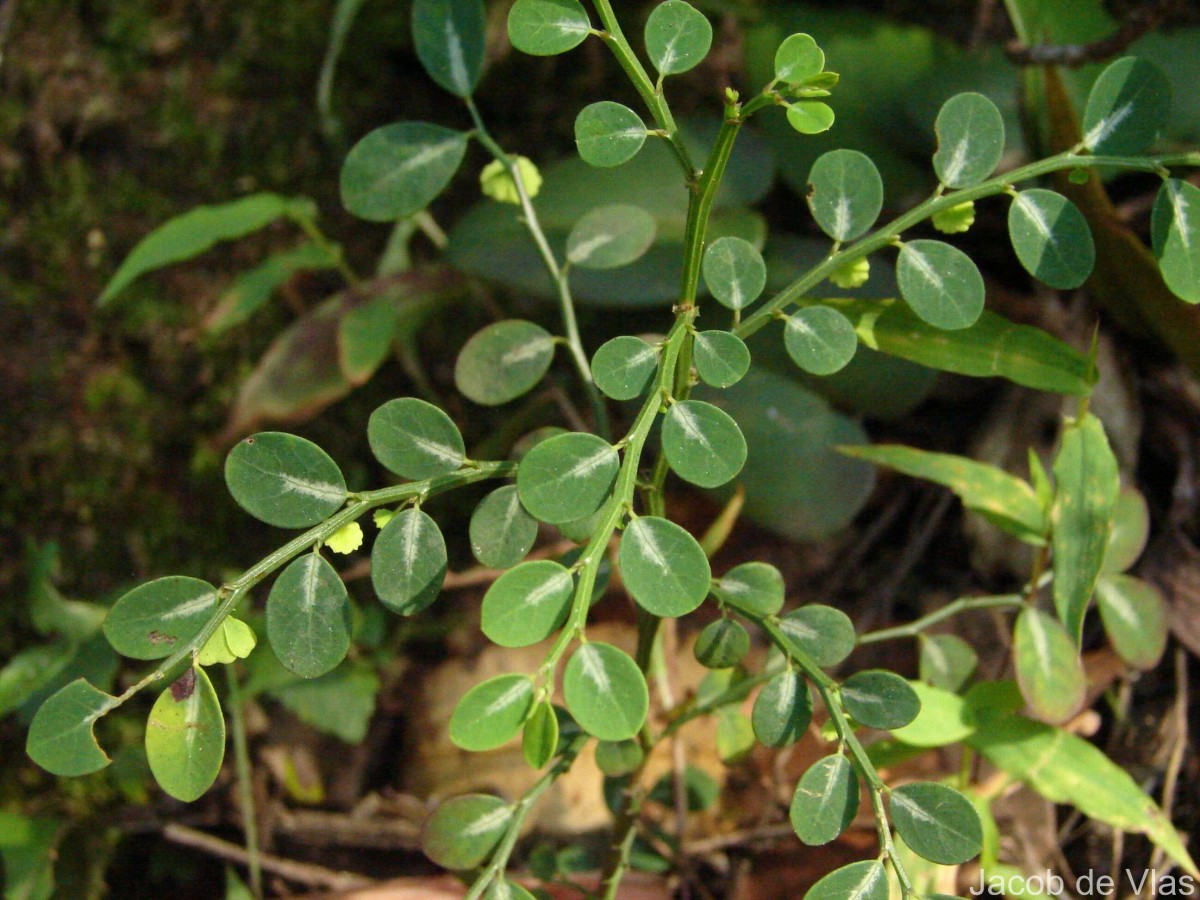 Breynia rigida (Thwaites) Chakrab. & N.P.Balakr.